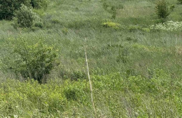 Продаж землі ОСГ, Сокільники, Львів, фото 2