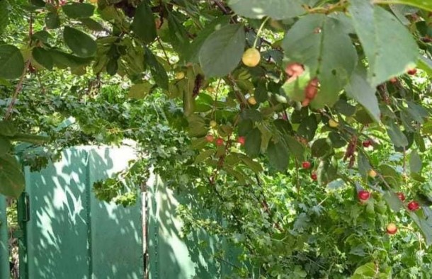 Два будинки на одній ділянці, фото 9