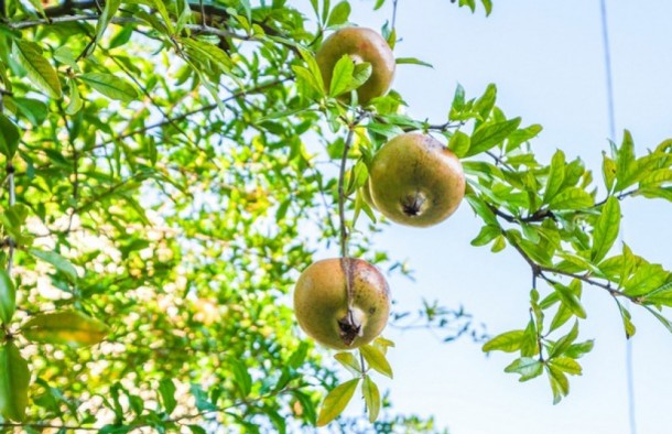 Продаж квартир в Чорногорії в Тіваті tv0139.3bd_s8580, фото 11