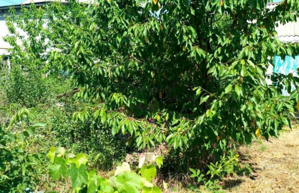 Продаж дачі с будинком, фото 3