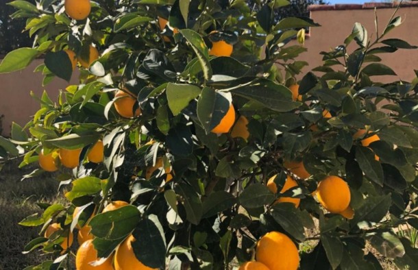 Продаж вілл і будинків в Чорногорії в барі br01482.5bd_s8865, фото 6