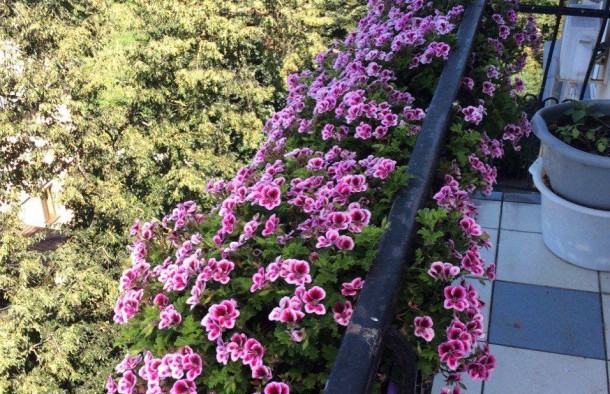 Продаж 2 квартира вул. Карпатської Січі,Франківськ., фото 7