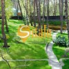 Продается дом в сосновом лесу, территория 50 соток в Романкове, фото 4