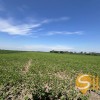 Продаж земельна ділянка під житлову забудову 1гА сс.Черлянське Передмістя Городоцький рн Львівська обл., фото 5