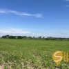 Продаж земельна ділянка під житлову забудову 1гА сс.Черлянське Передмістя Городоцький рн Львівська обл., фото 4