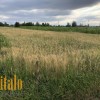 Продаю Земельну ділянку с г призначення . Чукалівка, фото 11