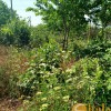 Продаж дачі с будинком, фото 13