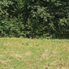 Земельні ділянки 1.87гас.СтопчатівКосівський район, фото 3