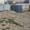 Продаж земельної ділянки в центрі смт Козин, Конча Заспа., фото 4
