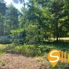 У сосновому лісі біля Романківська Усадьба, Новообухівський напрямок, 15 соток, фото 6