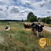 Продаж будинок під реконтрукцію та земельна ділянка 61 сотих с. Бабичі, Львівська обл., фото 16
