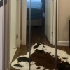 Продаж квартир в Чорногорії в Тіваті tv01457.2bd_s8554, фото 16