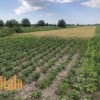Продаю Земельну ділянку с г призначення . Чукалівка, фото 10