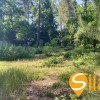 У сосновому лісі біля Романківська Усадьба, Новообухівський напрямок, 15 соток, фото 2
