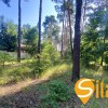 У сосновому лісі біля Романківська Усадьба, Новообухівський напрямок, 15 соток, фото 7
