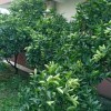 Продаж квартир в Чорногорії в Бару br01300.1bd_s8637, фото 1