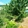 Продаж дачі с будинком, фото 3
