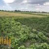 Продаю Земельну ділянку с г призначення . Чукалівка, фото 9