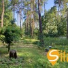 У сосновому лісі біля Романківська Усадьба, Новообухівський напрямок, 15 соток, фото 3