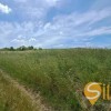 Продаж земельної ділянки з дачею, с. Бірки, Львів, фото 3