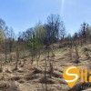 Ділянка з панорамним видом біля Чернечого лісу та озера Безодня в Лісниках, поруч Equides Club, Новообухівський напрямок, 14 соток., фото 9