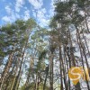Продаж земельної ділянки біля Новояворівська, фото 4