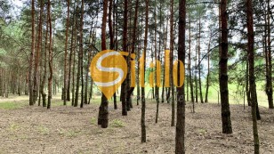 Продаж земельної ділянки в соснову лісі Проців, поруч Вишеньки, Гора