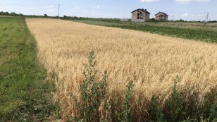 Продаж  ЗемляЧукалівка  Франківськ