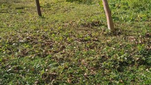 Продаж земельної ділянкиПавлівка